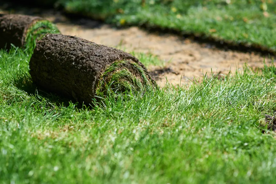 Common Sod Installation Mistakes to Avoid Orillia, ON Common Sod Installation Mistakes to Avoid Orillia, ON